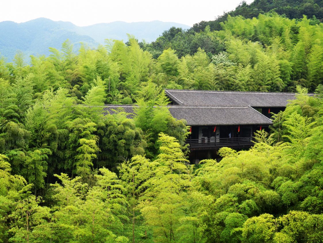 竹子开花不仅仅只是我们的灾难