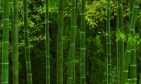 竹与生活,竹制生活用品