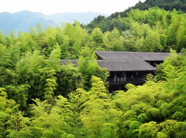 竹子开花不仅仅只是我们的灾难