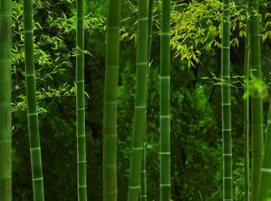 竹与生活,竹制生活用品